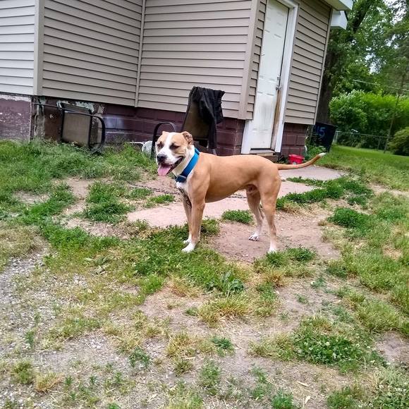 willowesnoopy